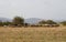 Autumnal Landscape with Sheep and Goats