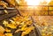 Autumnal landscape with wooden bench