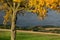 Autumnal landscape with yellow cherry tree and dramatic sky