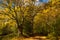 Autumnal landscape yellow and orange trail to get into the forest