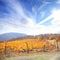 Autumnal landscape with yellow vineyard