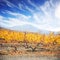 Autumnal landscape with yellow vineyard