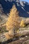 Autumnal Larch tree in the mountains