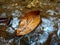 Autumnal leaf in river water circulating