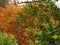 Autumnal leafs