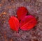 Autumnal Leafs closeup