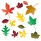 Autumnal leaves