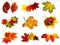 Autumnal leaves collection