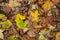 Autumnal leaves falling on the floor in the forest