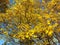 Autumnal leaves of field maple, Acer campestre