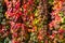 Autumnal Leaves Hedge Image with bright luminous autumn colors