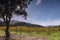 Autumnal light in the vineyards of Corsica