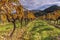 Autumnal light in the vineyards of Corsica