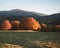 Autumnal Majestic alone beech tree on a hill slope with sunny beams at mountain valley. Dramatic colorful morning scene. Red and