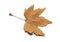 Autumnal Maple Leaf