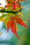 Autumnal maple leaves