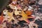 autumnal maple leaves on asphalt in the street