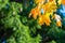 Autumnal maple leaves in blurred background, foliage, sunlight - image