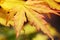 Autumnal maple leaves, close up