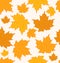 Autumnal maple leaves, seamless background