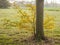 The autumnal meadows.