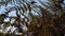 Autumnal moorland ferns, purposely out of focus, shallow D of F.