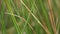 Autumnal moorland grasses