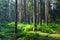 Autumnal morning in coniferous stand