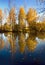 Autumnal nature, birches reflected in water