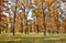 Autumnal oak forest. Oak Quercus robur. Commonly known: English oak, pedunculate oak or French oak