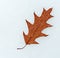 Autumnal oak leaf isolated on white background