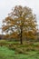 Autumnal Oak Tree, Redgrave and Lopham Fen, Suffolk, UK