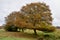 Autumnal Oak Trees, Redgrave and Lopham Fen, Suffolk, UK