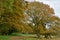 Autumnal Oak Trees, Redgrave and Lopham Fen, Suffolk, UK