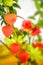 Autumnal orange flower arrangement with physalis