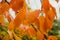 Autumnal orange leaves against blurred background