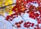 Autumnal ornament, red leaves of maple