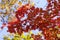 Autumnal ornament, red leaves of maple