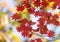 Autumnal ornament, red leaves of maple