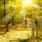 Autumnal outdoor park,colorful foliage,blue sky,sun shining through trees