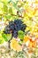 Autumnal outdoor red grapes green leaves vine vintage