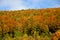 Autumnal painted forest in Germany