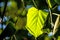 Autumnal painted lime tree leaf