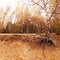 Autumnal Park. Autumn landscape with birch in the foreground. Crushed sandy soil, bare tree roots