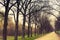 Autumnal park. Empty alley perspective with leafless trees