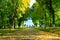 Autumnal park with promenade path and big trees