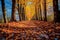 Autumnal Pathway to a Colorful Forest