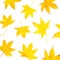 Autumnal pattern with fall yellow leaves on white background. Flat lay