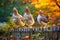 Autumnal Perch: Chickens on a Fence