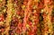 Autumnal photo of macro colorful ivy
